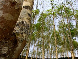 橡胶价格下跌的原因和市场影响是什么？橡胶市场的供需关系和价格了解如何进行？