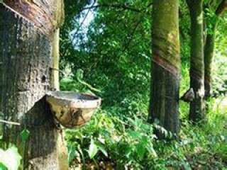 如何分析期货买一手橡胶价格与投资回报关系？回报受橡胶价格影响怎样？