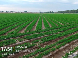 【产区调研】花生：河北202506