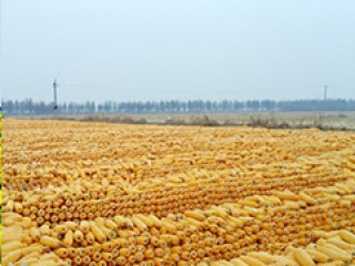 巴西玉米播种面积如何确定？确定的方法有哪些？