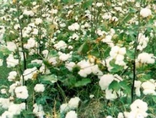 如何理解棉花期权产生的背景？背景对其发展有何影响？