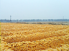 巴西玉米播种面积如何确定?确定的方法有哪些? 第1张 巴西玉米播种面积如何确定?确定的方法有哪些? 第1张