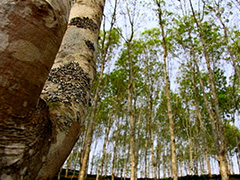 橡胶价格下跌的原因和市场影响是什么?橡胶市场的供需关系和价格了解如何进行? 第1张 橡胶价格下跌的原因和市场影响是什么?橡胶市场的供需关系和价格了解如何进行? 第1张