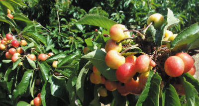 什么是绿色公司债券?绿色公司债券如何促进可持续发展? 第1张 什么是绿色公司债券?绿色公司债券如何促进可持续发展? 第1张