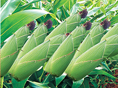 玉米期货持仓限额的设定依据是什么？这种依据对市场交易有何影响？  第1张