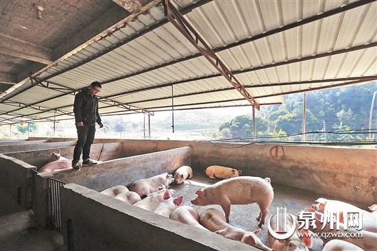 什么是猪肉期货及其市场特点是什么?猪肉期货的发展趋势如何? 第1张 什么是猪肉期货及其市场特点是什么?猪肉期货的发展趋势如何? 第1张