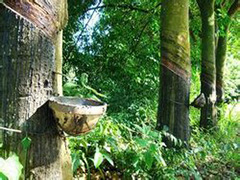 如何分析期货买一手橡胶价格与投资回报关系？回报受橡胶价格影响怎样？  第1张