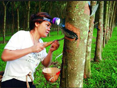 如何弄懂橡胶意思？它在橡胶期货中有何特点？  第1张