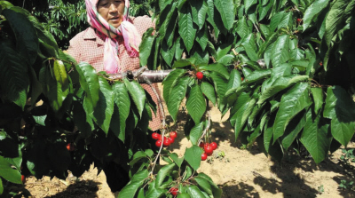 如何处理水果挑选相关事宜？金椰该怎么挑选？  第1张