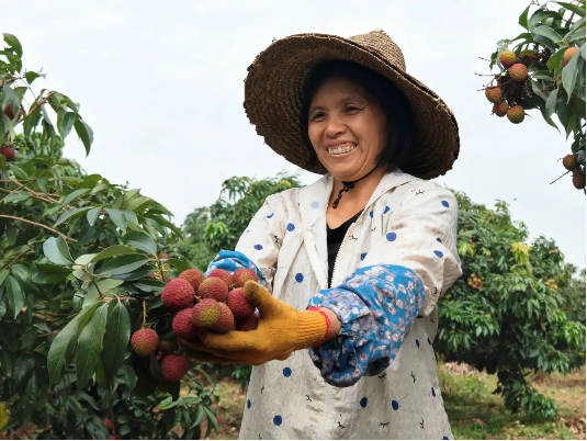 重生的TA | 一颗荔枝的轮回:从“靠天吃饭”到科技丰产 第1张 重生的TA | 一颗荔枝的轮回:从“靠天吃饭”到科技丰产 第1张