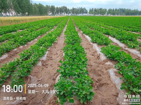 【产区调研】花生：河北202506  第4张
