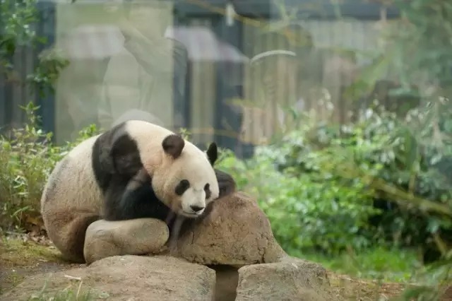 如何了解景点特色？东方明珠下球体的特色是什么？  第1张