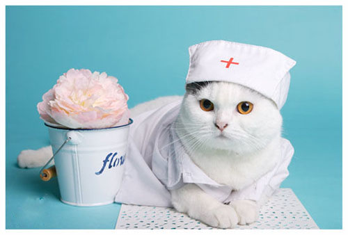 如何合理管理小区宠物饲养?小区养狗要注意什么? 第1张 如何合理管理小区宠物饲养?小区养狗要注意什么? 第1张