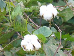 棉花么意思？棉花金融市场有何影响？  第1张