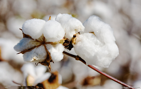 棉花么意思？棉花金融市场有何影响？  第2张