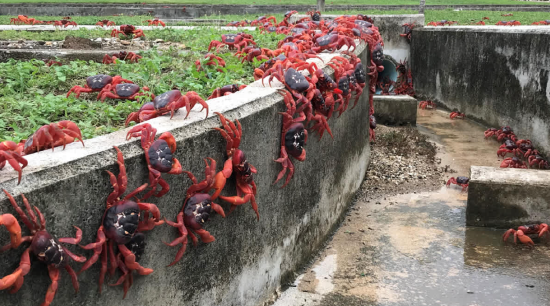 谷歌计划在圣诞岛建立军用AI数据中心 用于侦察与监测  第1张