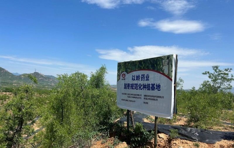 规范种,保障收!以岭药业斩获全国首个酸枣仁GAP基地 第3张 规范种,保障收!以岭药业斩获全国首个酸枣仁GAP基地 第3张