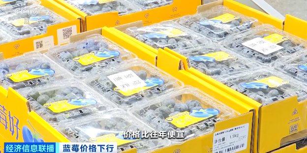 视频|降价超30%!蓝莓价格“跳水” 第1张 视频|降价超30%!蓝莓价格“跳水” 第1张