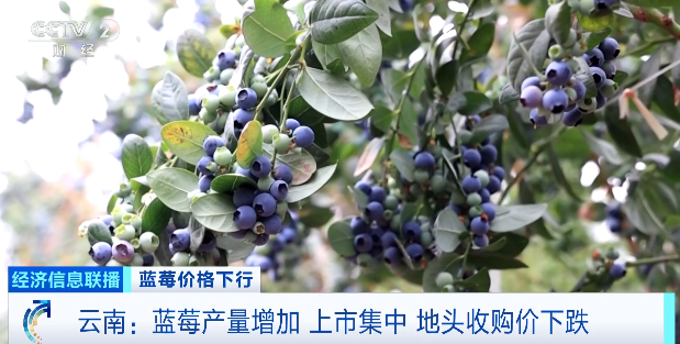 视频|降价超30%!蓝莓价格“跳水” 第3张 视频|降价超30%!蓝莓价格“跳水” 第3张