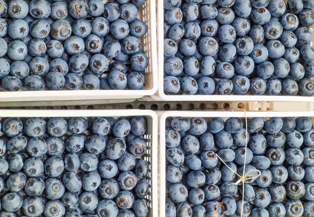 视频|降价超30%!蓝莓价格“跳水” 第4张 视频|降价超30%!蓝莓价格“跳水” 第4张